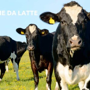 Vacche da latte