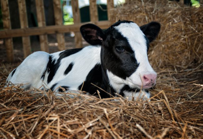 Opportunità per migliorare la salute intestinale del vitello
