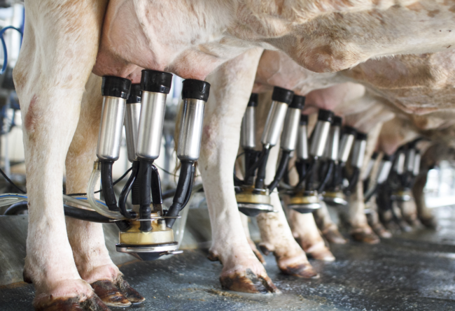 Perché finita l’estate le zoppie nella vacca da latte si manifestano con una maggiore incidenza?