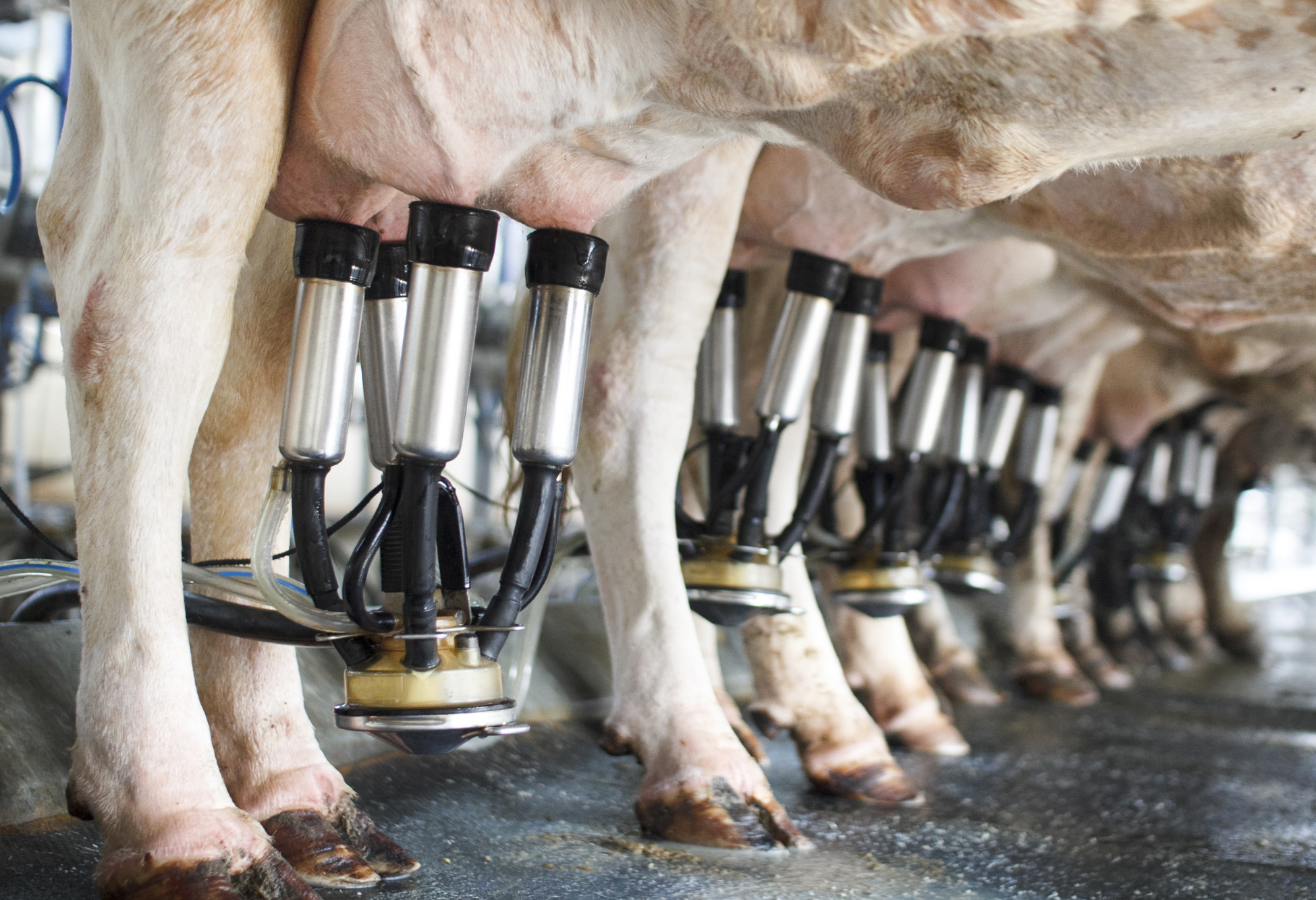 Perché finita l’estate le zoppie nella vacca da latte si manifestano con una maggiore incidenza?
