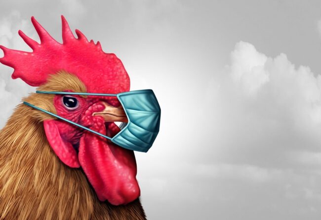 INFLUENZA AVIARIA 2021, PAROLA D’ORDINE: BIOSICUREZZA
