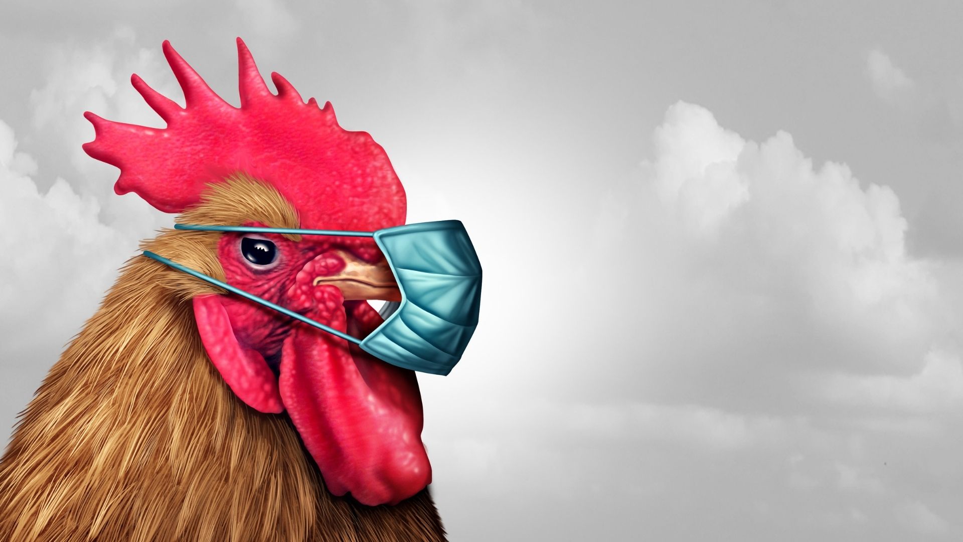 INFLUENZA AVIARIA 2021, PAROLA D’ORDINE: BIOSICUREZZA