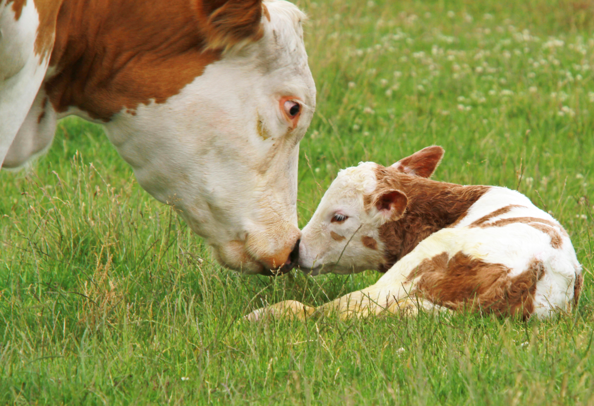 Sovraffollamento e presenza di vacche fresche