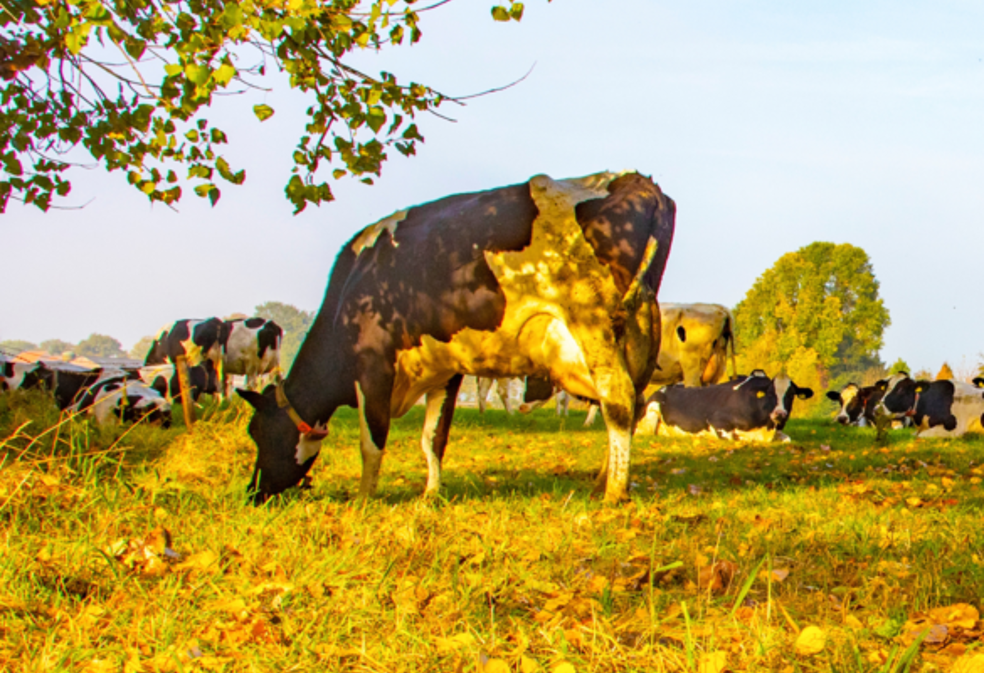 Sindrome autunnale della vacca da latte