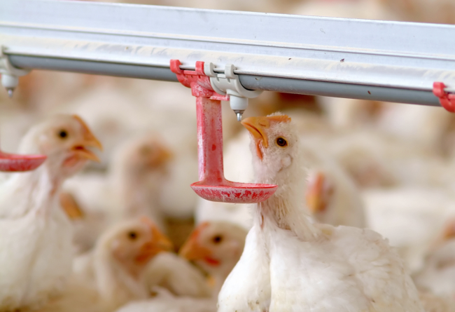 Stress da caldo negli avicoli