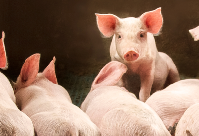 FORMIK STOP: IL MANGIME COMPLEMENTARE 3 IN 1