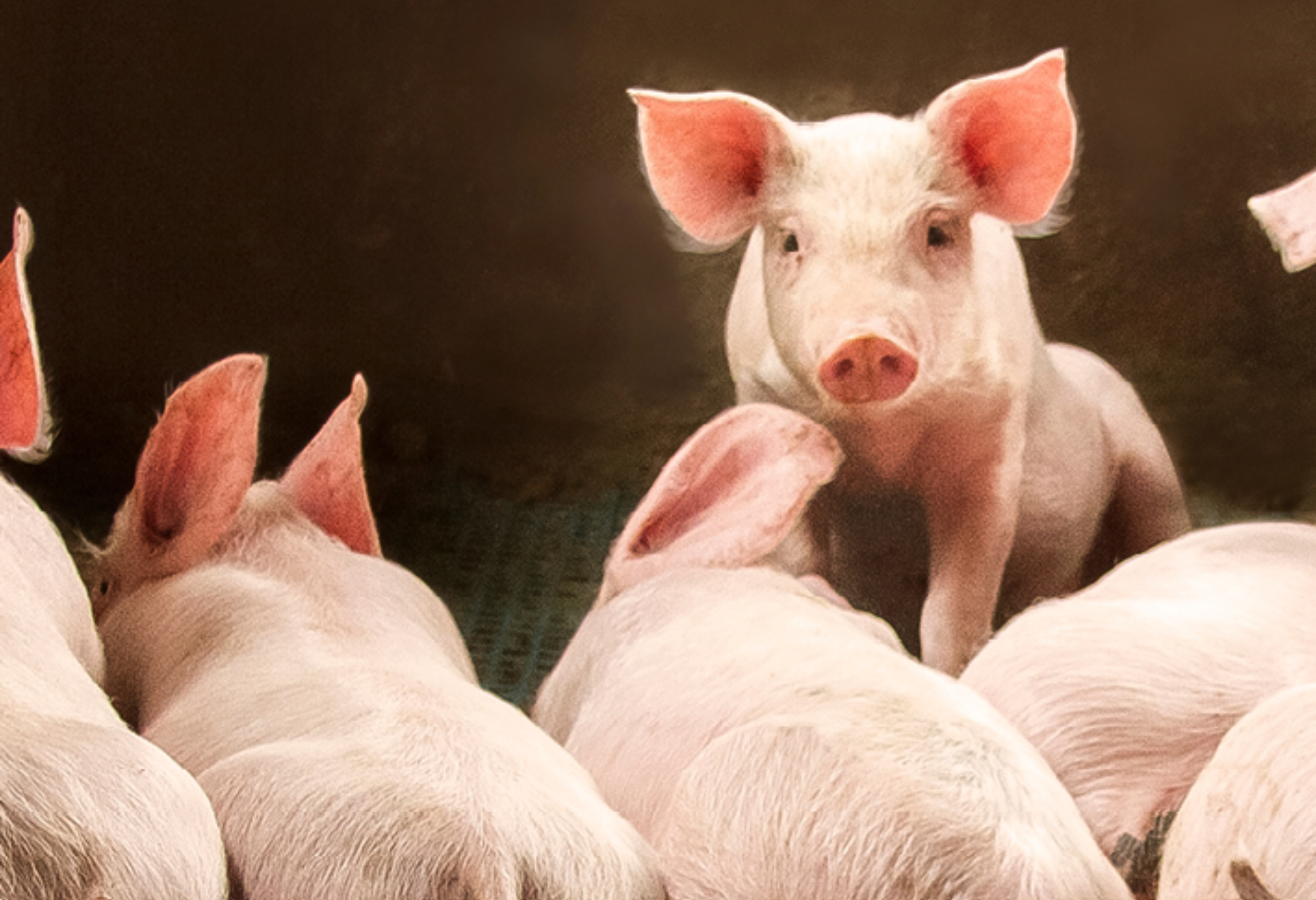 FORMIK STOP: IL MANGIME COMPLEMENTARE 3 IN 1