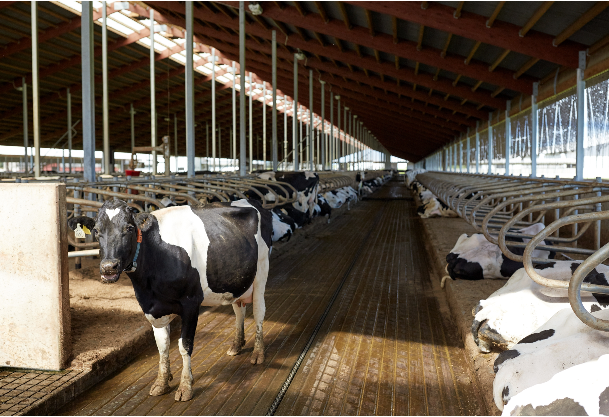 Patologie podali bovine