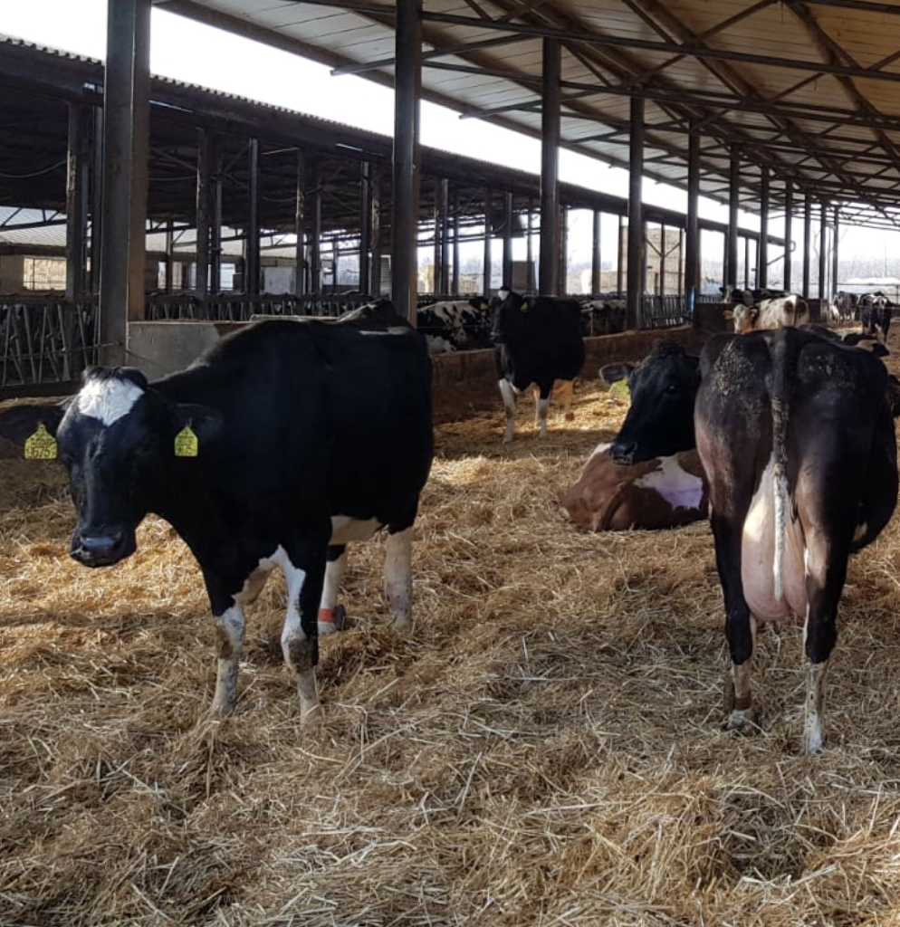 LA FASE DI TRANSIZIONE NELLA VACCA DA LATTE: Quando la prevenzione paga