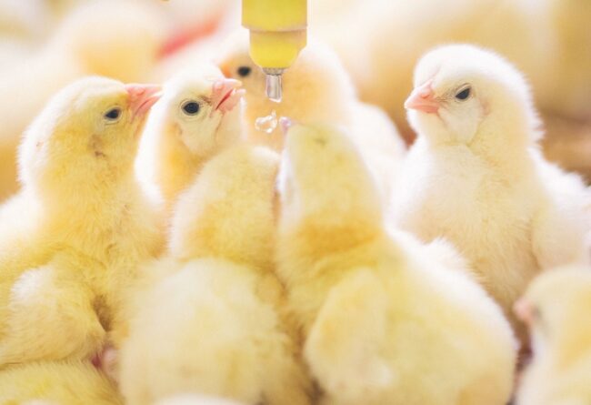 The integration of vitamin E and selenium in the poultry sector