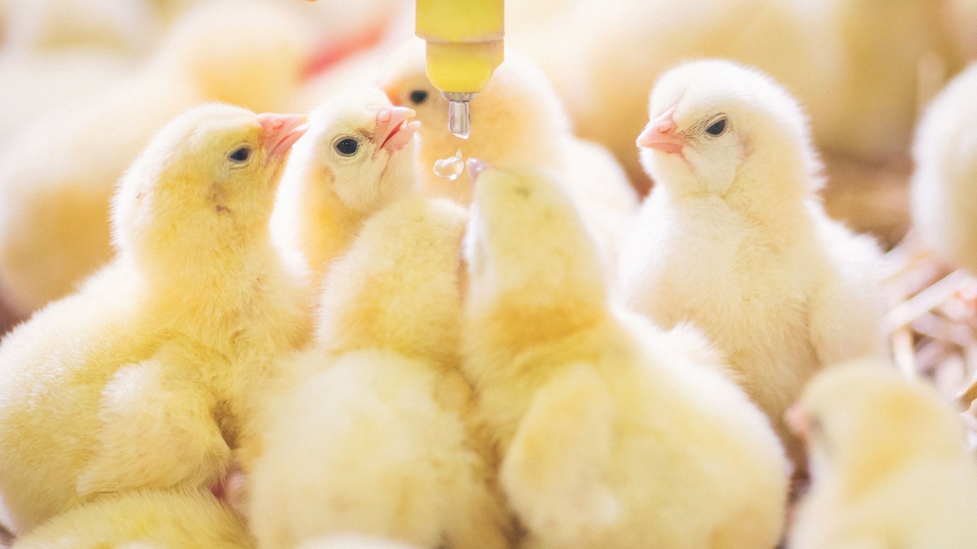The integration of vitamin E and selenium in the poultry sector