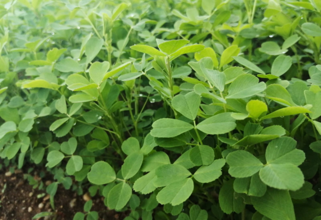 L’evoluzione del miscuglio di erba medica: Alfa Mix