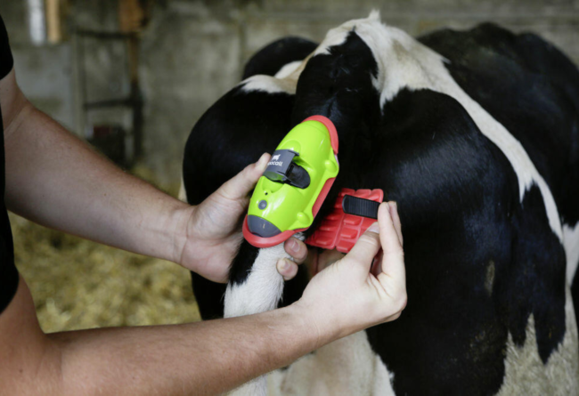 Sensore di parto MooCall – l’allevatrice racconta