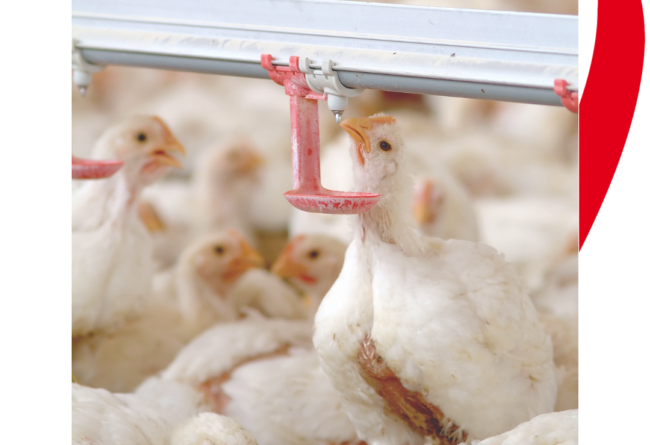Heat stress in poultry
