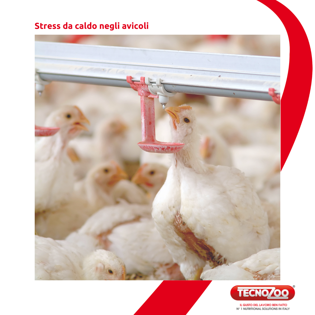 Heat stress in poultry
