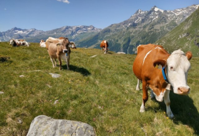 I collari MooMonitor+ tingono di blu i pascoli dell’Alpe Andossi