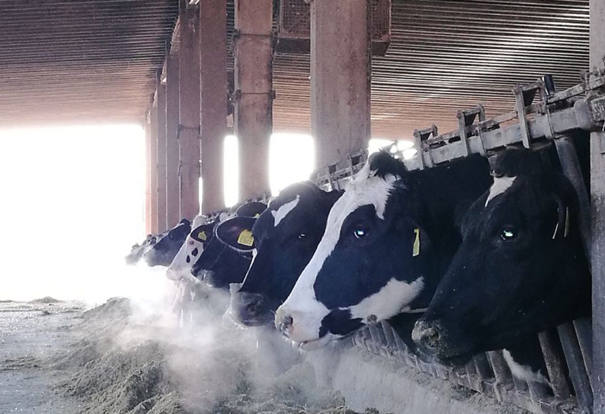 Nutrizione vacche fresche