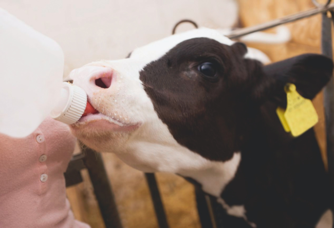 Gestire la vitellaia: alcuni consigli