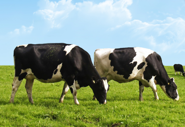 Stress ossidativo e conseguente cascata infiammatoria