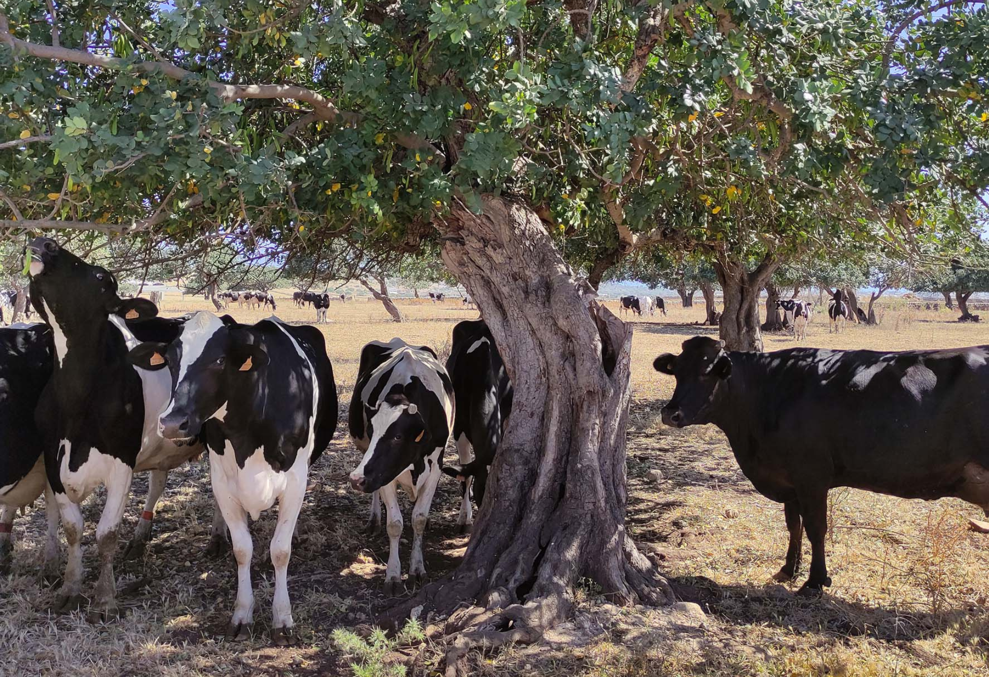 Gli ultimi studi su stress termico e gravidanza nelle vacche da latte