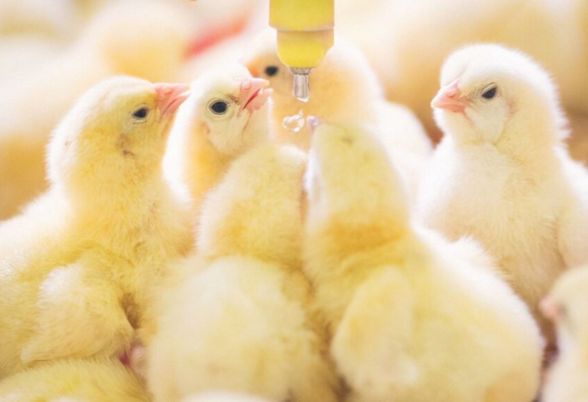 L’integrazione di vitamina E e selenio nel settore avicolo