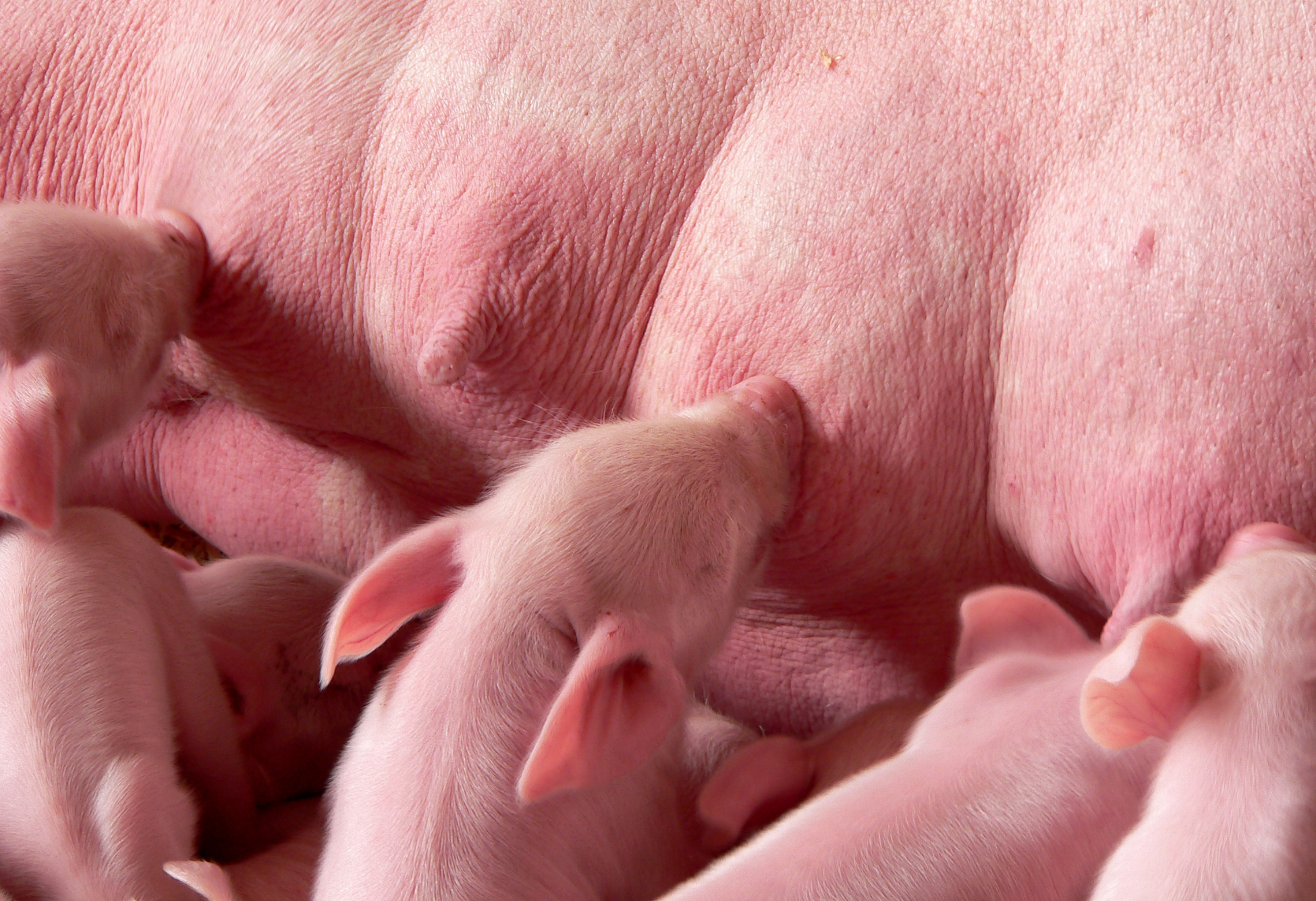 Integrazione di vitamina E e selenio nella dieta della scrofa per contrastare gli effetti negativi dello stress ossidativo