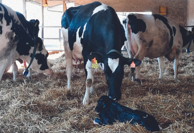 Ipocalcemia al parto nella vacca da latte