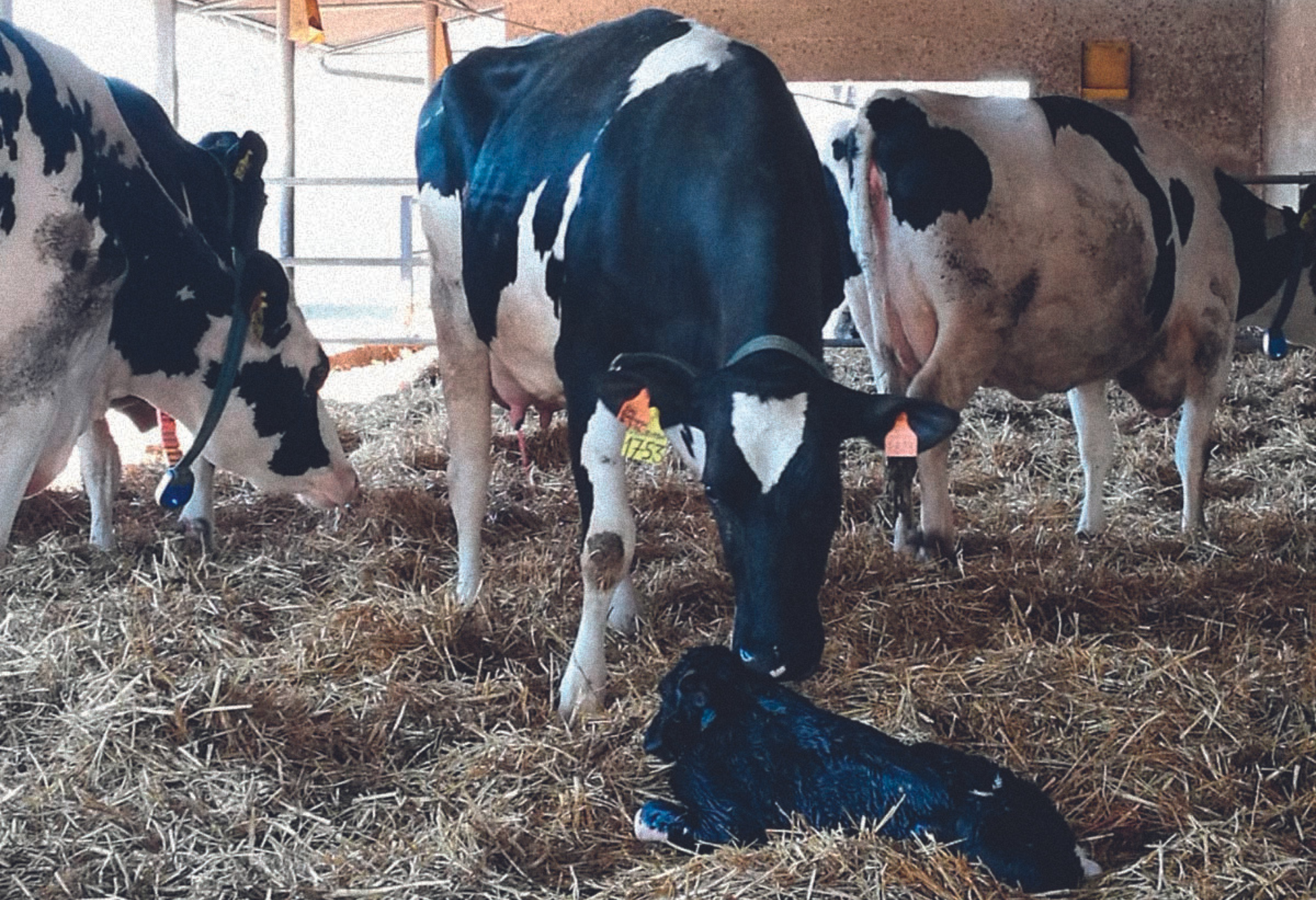 Ipocalcemia al parto nella vacca da latte