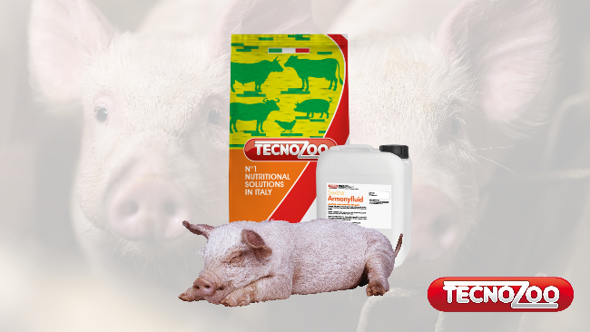 aggressività negli allevamenti suinicoli