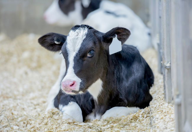 Probiotici ed estratti vegetali