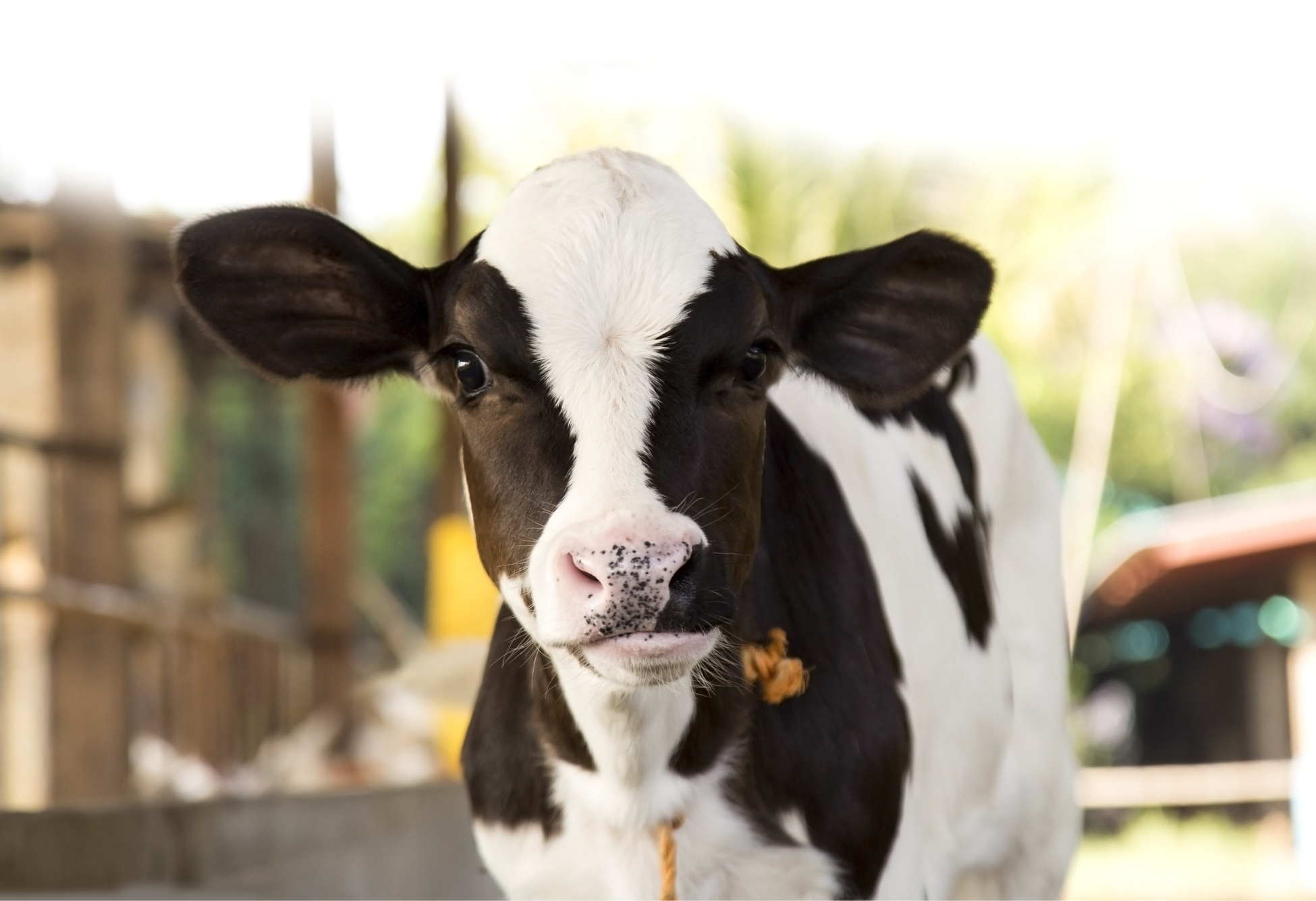 Lo sviluppo del rumine del vitello