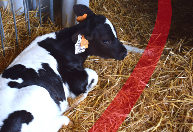 Colostro e acqua di abbeverata: 2 elementi fondamentali per il tuo vitello