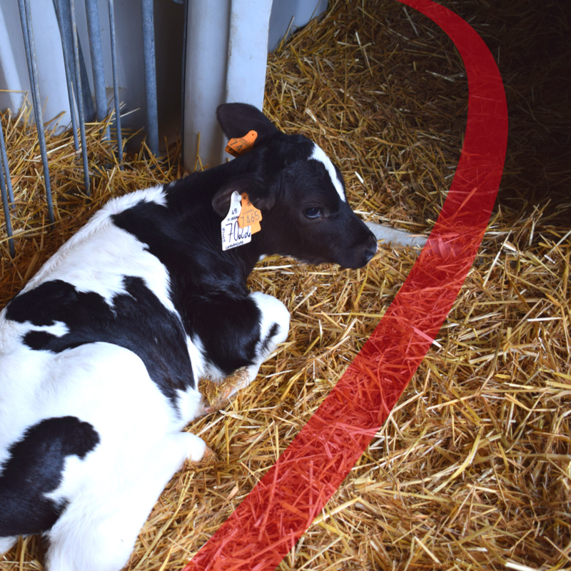 Colostro e acqua di abbeverata: 2 elementi fondamentali per il tuo vitello