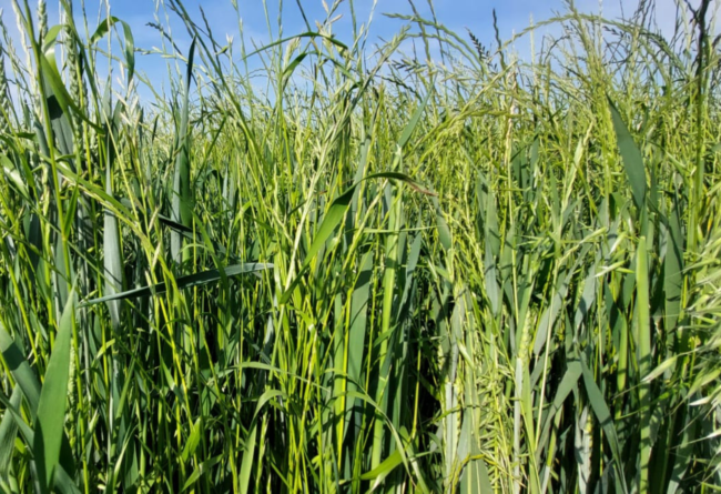 Miscugli di graminacee o loietto in purezza?