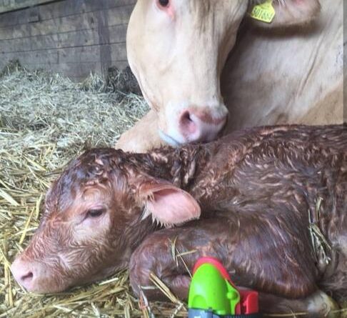 Sensore di parto Moocall, fai sonni tranquilli!