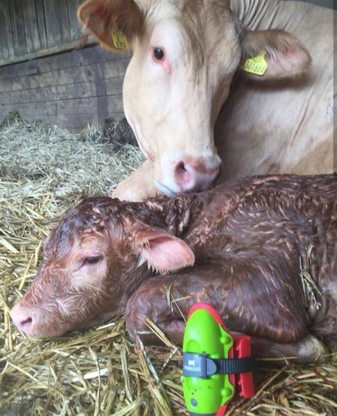 Sensore di parto Moocall, fai sonni tranquilli!