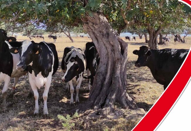 The latest studies on heat stress and pregnancy in dairy cows