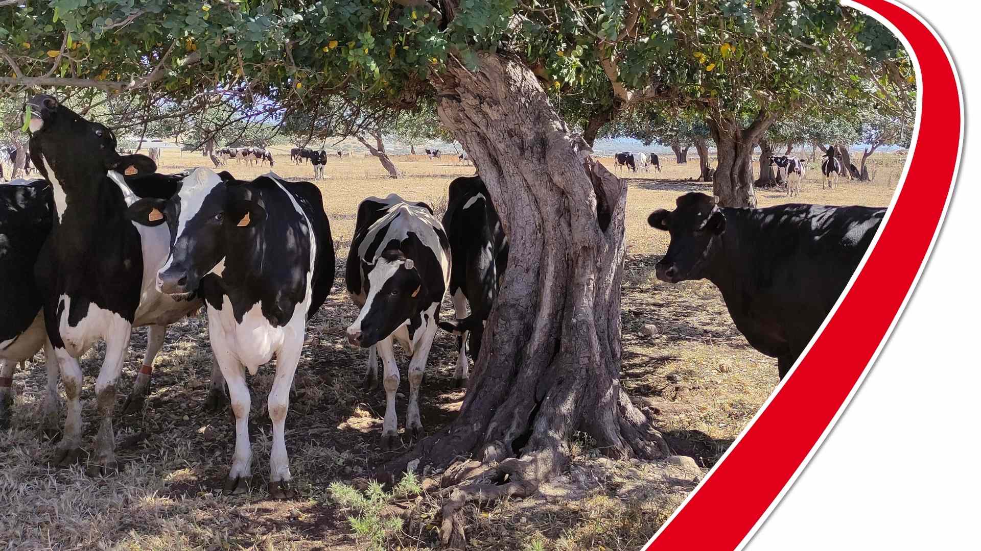 The latest studies on heat stress and pregnancy in dairy cows