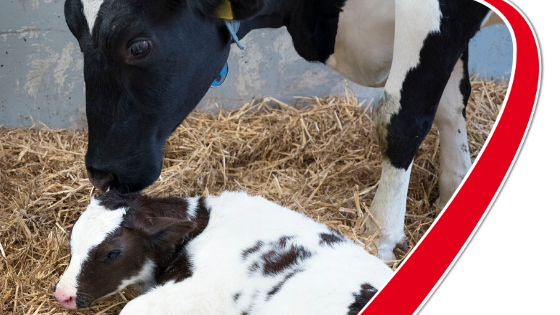 Vitello: I consigli della veterinaria Tecnozoo