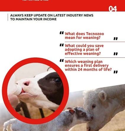 Calves Weaning – Three Phases