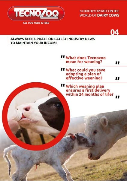 Calves Weaning – Three Phases