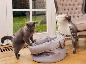 Accessori eleganti per cani e gatti