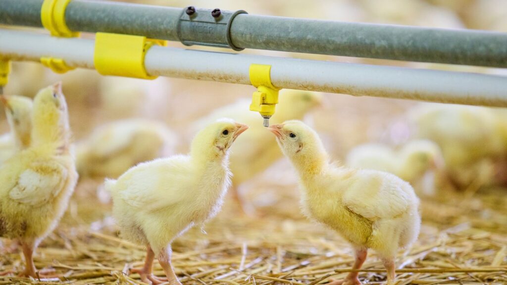 Acidificare l' acqua, perche?