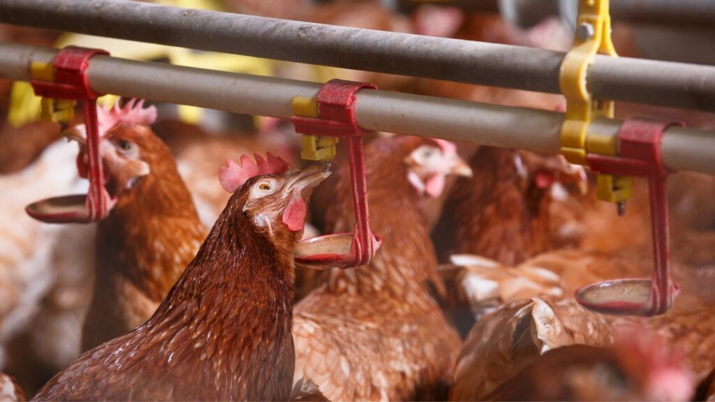 Acidificare l'acqua, perchè?