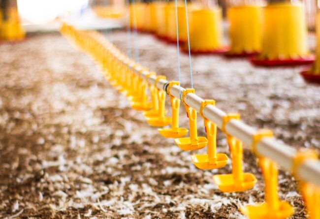 Coccidiosi, i consigli di Tecnozoo