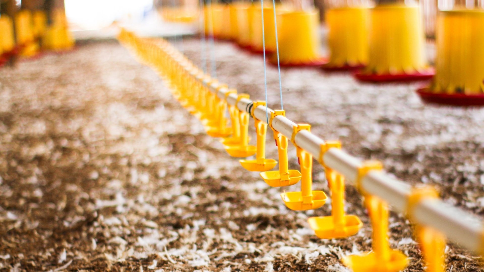 Coccidiosi, i consigli di Tecnozoo