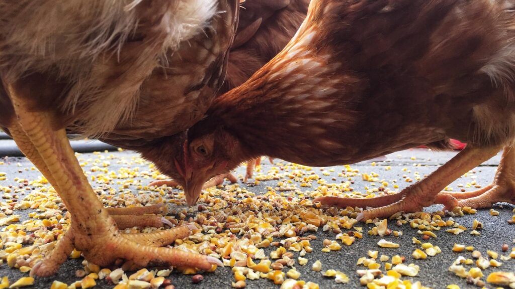 oligoelementi nel settore avicolo