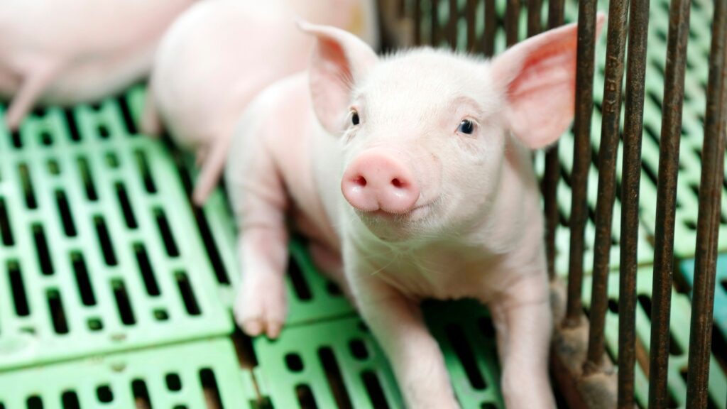 oli essenziali suino