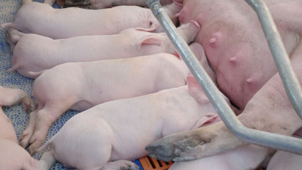 vitam e and selenium sow