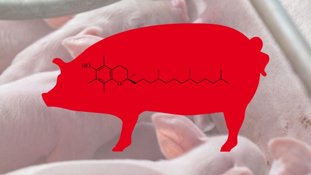 vitam e and selenium sow